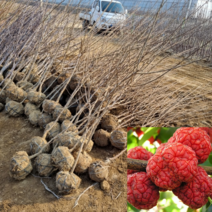 [모든원예조경] 접목꾸지뽕나무 (결실주) 분묘 꾸지뽕묘목 약용수