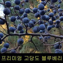 고씨네 특급 블루베리 1kg 블루베리효능 생블루베리 블루베리주스 블루베리나무 블루베리즙 블루베리나무