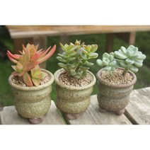 다육3종셋트(화제 미니염좌 라울)실내식물 공기정화식물 다육이