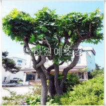 목하원예조경 엄나무 음나무(실생2년특묘) 재배목