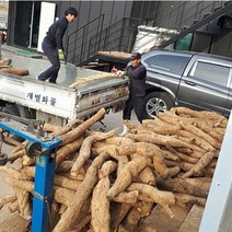 황가네유니농장 국내산 칡뿌리 생칡 10kg 20kg