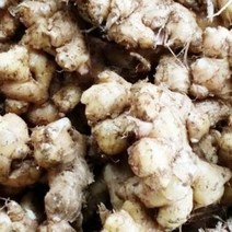 완주 봉동 생강 (토종)