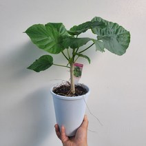 무배특가 휘커스움베르타 외목대 중대품 45~70cm 109, 1개