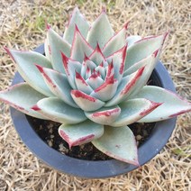 [수암다육] 마왕 랜덤발송 Echeveria agavoides sp. 다육 다육이 다육식물 국민다육 다육이키우기 선인장 미니선인장, 1개