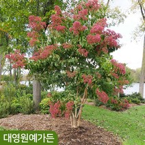 [차량/착불] 칠자화나무 R5~6cm 흙분 흰꽃 꽃나무 정원수, 02. R5~6cm 흙분