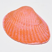 사이언쌤 조개화석만들기(1인용)