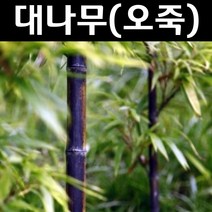 대나무/오죽 묘목 키2.0m(분) 1개/정원/공원/조경수