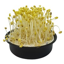 에스케이리빙 콩나물 재배기 + 콩 증정