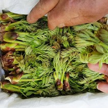 [청솔농장] 4월 3일 온순 첫 수확 자연산 산두릅 참두릅1kg 2kg, 1box