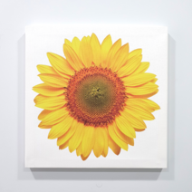 피노마켓 행운의 해바라기 캔버스 액자, 특대형 : 45cm x 45cm (두께 2cm)