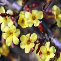 모종/영춘화/ 4치포트묘/5개 B580