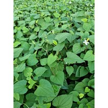 어성초 국내재배 동남아시아야채 향신료 야채, 어성초 1kg