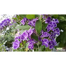 외목대 발랜타인자스민, 13500