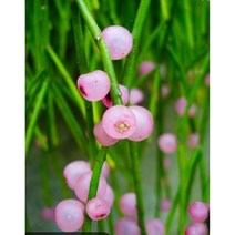 립살리스 핑크 펄 걸이 식물 150