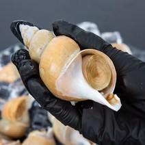 [산소포장] 당일조업 포항 생물 백골뱅이 1kg, 1팩, 소(45~60미)