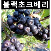 초크베리(블랙/아로니아) 실생3년 결실주(분) 5개/나무 묘목/과실수/유실수