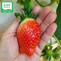 생 딸기 킹스베리딸기 논산딸기 1kg, 킹스베리_대왕특(55g이상), 1개