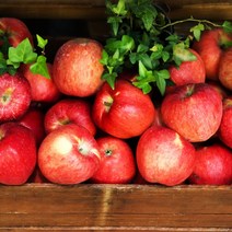 부사 꿀 사과 정품 꼬마과 10kg 48과 이상, 상세페이지 참조