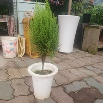 율마 외목대 중대품 35~50cm 79 허브