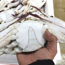 냉동꽃게 연평도 숫꽃게 급냉 서해 숫게 1kg 2-3미