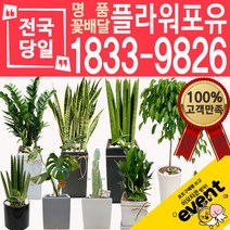 개업화분 인테리어식물 배송 떡갈나무 대엽홍콩 뱅갈고무나무 관음죽 알로카시아 소철 극락조 만냥금 무늬벤자민 파키라, (선택86)가지마루팬다분재, 1개