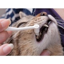 고양이 강아지 칫솔 치아관리 치아클리너 치석제거 구취방지 냥코케어 고양이가 좋아하는 양치