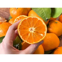 제주 카라향 고당도 꿀뚝뚝 1.5kg 2kg 5kg 10kg 가정용, 꿀당도 제주 카라향 가정용 10kg