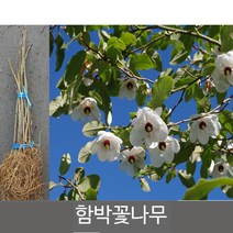 뿌리원예 토종 함박꽃 포트묘목 120L포트 1주 산목련