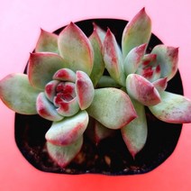치와와 2두 잎장이 핑크빛으로 예뻐지고 있는 다육식물1-15, 단품, 1개