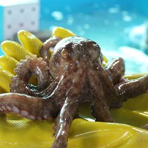 두팜 자연산 살아있는 돌문어 500g 700g 1kg, 활 돌문어 1kg (1~3마리)