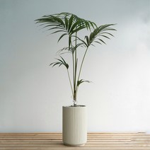 개업화분 켄차야자 베이지도리아 집들이 개원 공기정화 대형식물 서울 당일배송, 기본서랍식