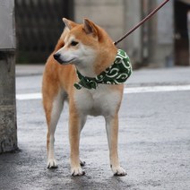 크레이티브펫 당초무늬 보따리 스카프 반다나 도둑보따리 기타액세서리, 02_그린_M, 1개