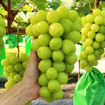 상주 샤인머스켓 포도 2kg 3~4수 고당도 아삭한식감 포도, 단품