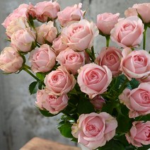 장미 꽃다발 생화꽃 생화택배 여자친구선물 꽃시장 유칼리투스 유스커스, 자나 장미 한단송이 이상)