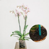 원예 조경 대나무 녹색 스틱 식물 지원 꽃 난초 막대 등반 토마토 20 개, 한개옵션0