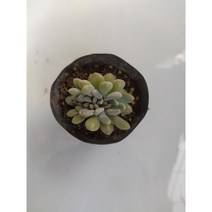 그린플랜트 다육식물 미니 익스펙트리아