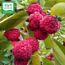 꾸지뽕 열매 1박스(2kg) 냉동 구찌뽕 구지뽕 친환경 무농약 국산 덕진마을농장