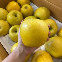 황금사과 노란 시나노스위트 꿀 로얄과 3kg 5kg, 정품 대과 10-12과 5kg, 1개