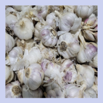 [알이굵은 의성 육쪽마늘 한접 100개] 의성마늘 국내산 햇마늘 통마늘 의성마늘한접 의성통마늘, 한접(100개)