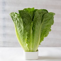국내산 최상급 포기 통로메인 레터스 2kg, 통로메인 2kg, 1개