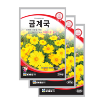 금계국 씨앗 300립 3봉 각시꽃 공작이국화 천국화 golden wave, 8