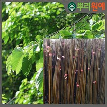 헛개나무 헛개묘목 헛개나무묘목 헛개 약나무 2년생