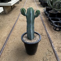 양팔 용신목, 1개