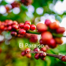 [위트러스트] 콜롬비아 엘 파라이소 리치 500g Columbia El Paraiso/ 스페셜티 커피 원두, 모카포트