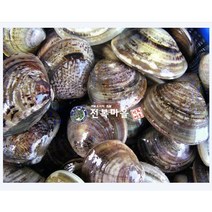 백합조개(생합)[중] 1kg 생합탕 조개구이, 백합조개(생합) 중1kg
