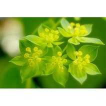 절화용 예쁜 꽃색 등대시호 종자 20립 야생화꽃씨 홈가드닝 조경 꽃꽂이