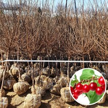 푸른묘목농원 왕앵두나무 묘목 4년생 분묘 결실주