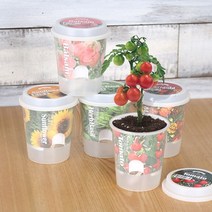 JAYART18_그로우 톡톡 - 마음을 노크하는 작은 정원 봉선화키우기 반려식물키 인테리어키 화분키 허브바질키 꽃키 씨앗키 메리골드키 해바라기키+jac230126, (주)제이아트co_해바라기