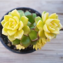 다육식물 8종을 한눈에 예쁜 다육모음, 1번-[ 매직잼골드 ]