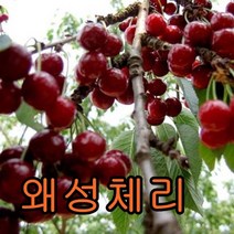 왜성체리접1특 1그루+기둥형사과 1그루+왕유밤1 묶음 나무 묘목 과일나무 유실수